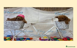 Caniche Toy perros en venta: Cachorros caniches toy - Imagen 4