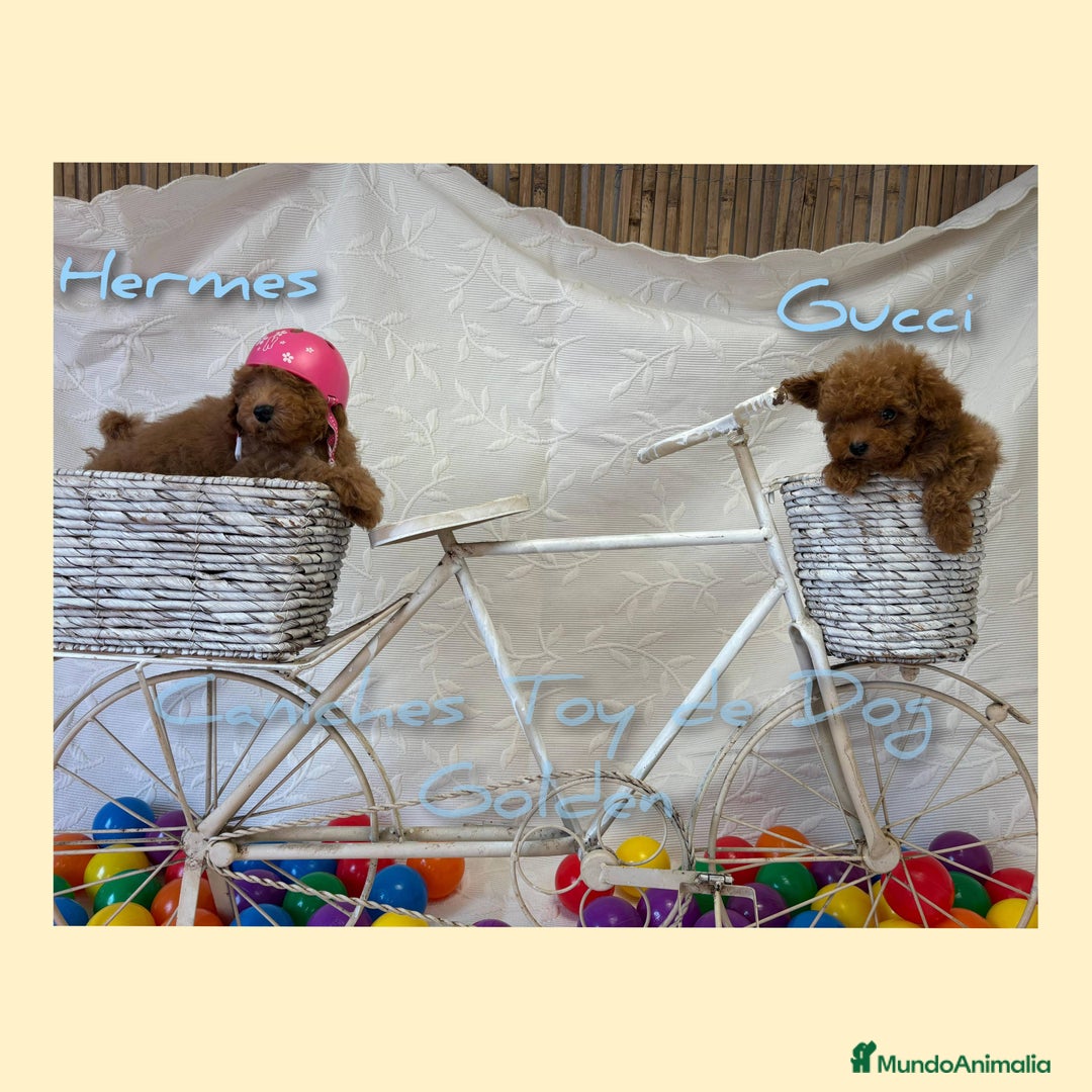 Caniche Toy perros en venta: Cachorros caniches toy - Imagen 4