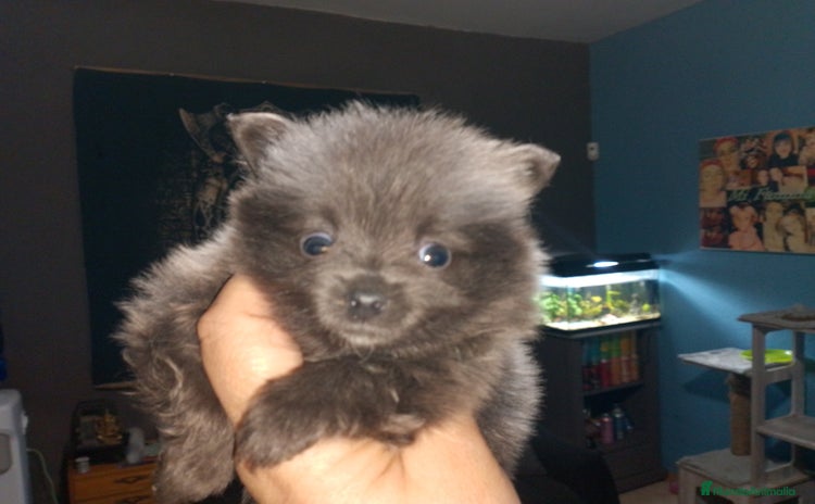 Pomerania perros - Propaganda 7