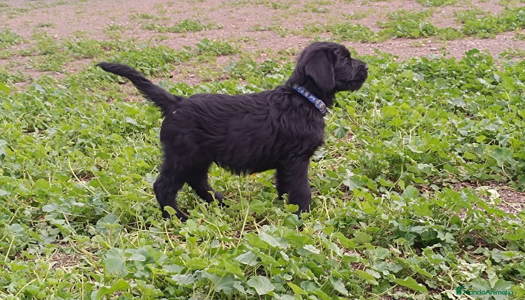 Schnauzer Gigante perros en venta: Schnauzer Gigante  - Anuncio 10