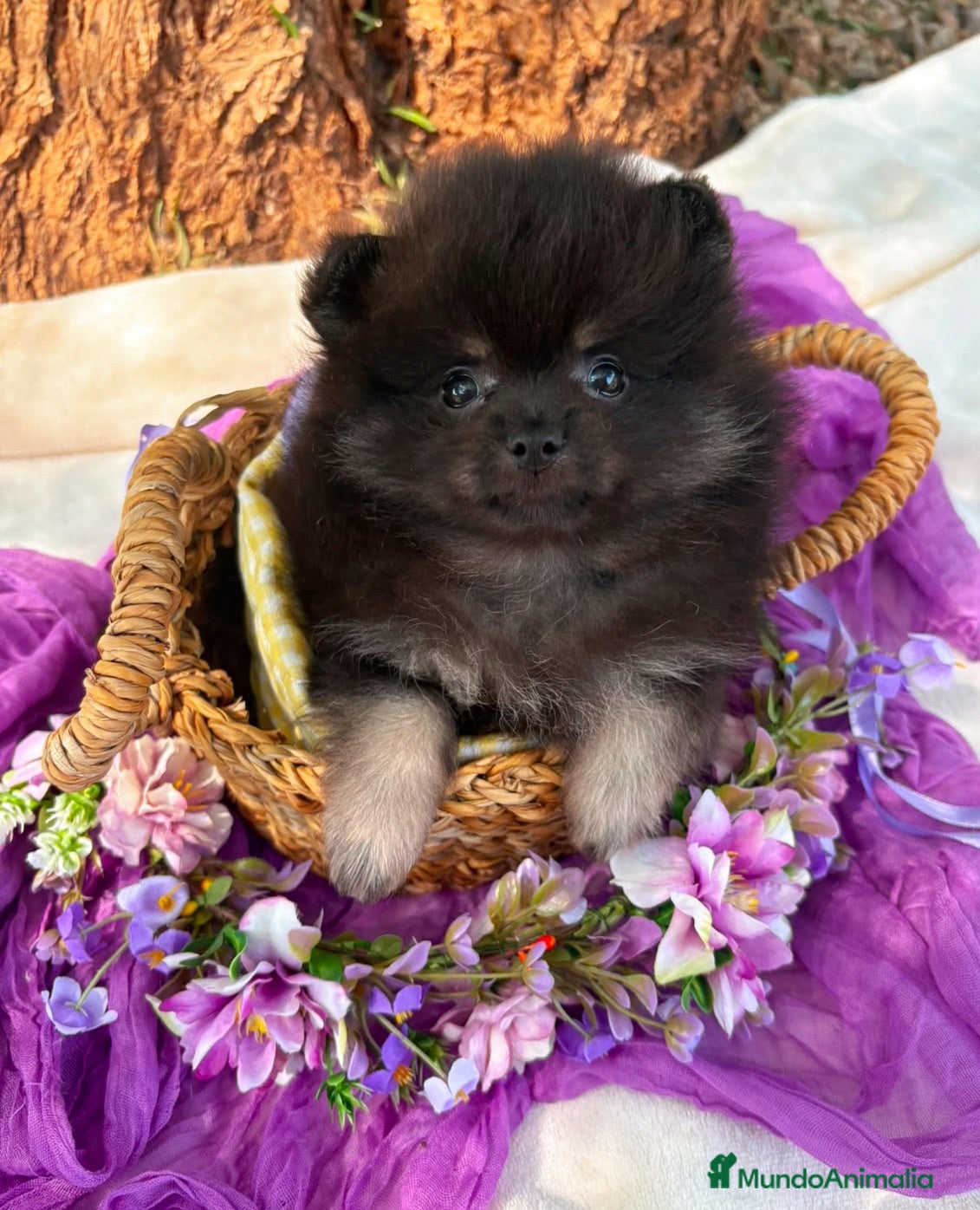 Pomerania perros Pomerania  - Anuncio 1