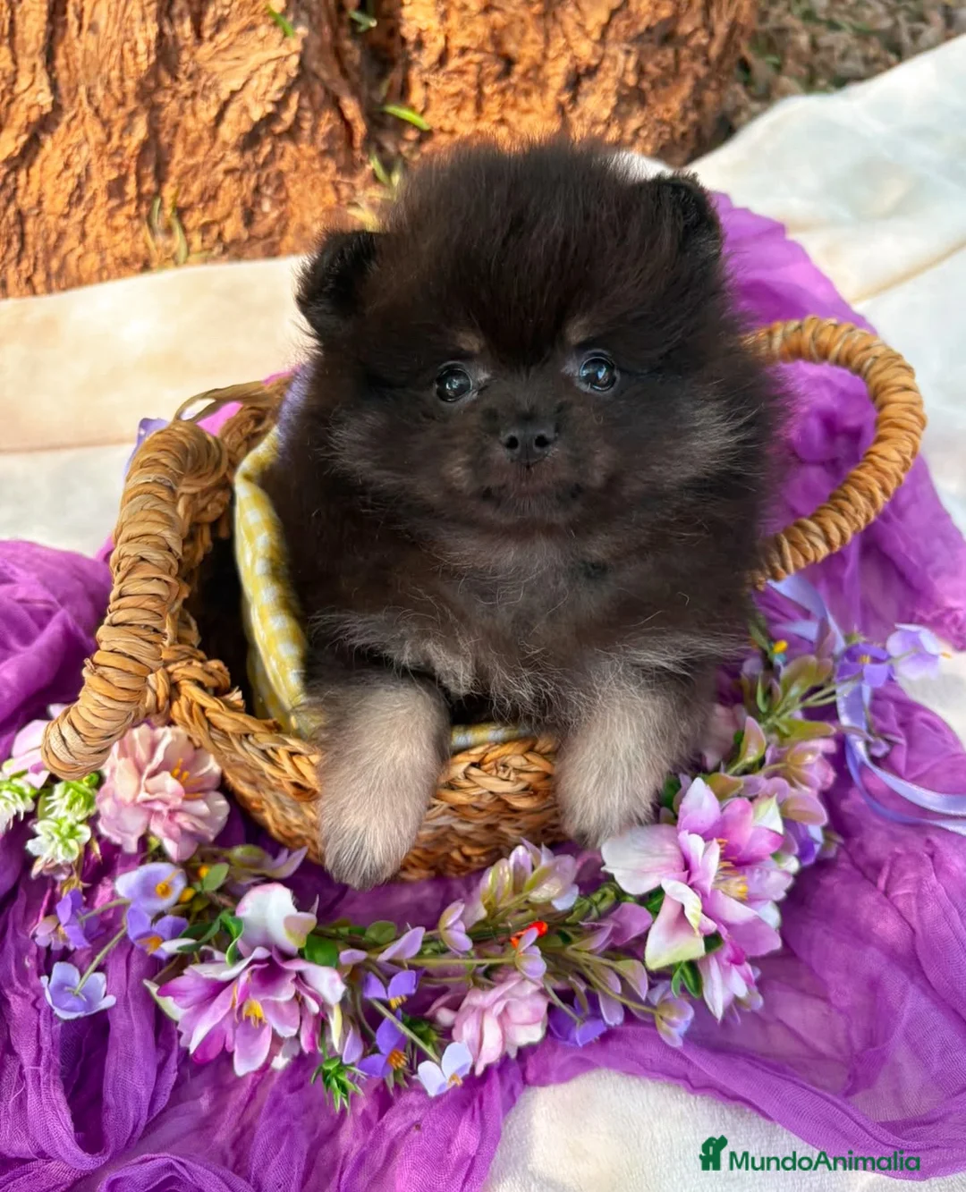 Pomerania perros en venta: Pomerania  - Anuncio 1