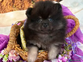 Pomerania perros Pomerania - Anuncio 1