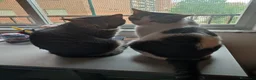 Europeo de Pelo Corto gatos en adopcion: Busco nuevo hogar para mis gatos  - Anuncio 2