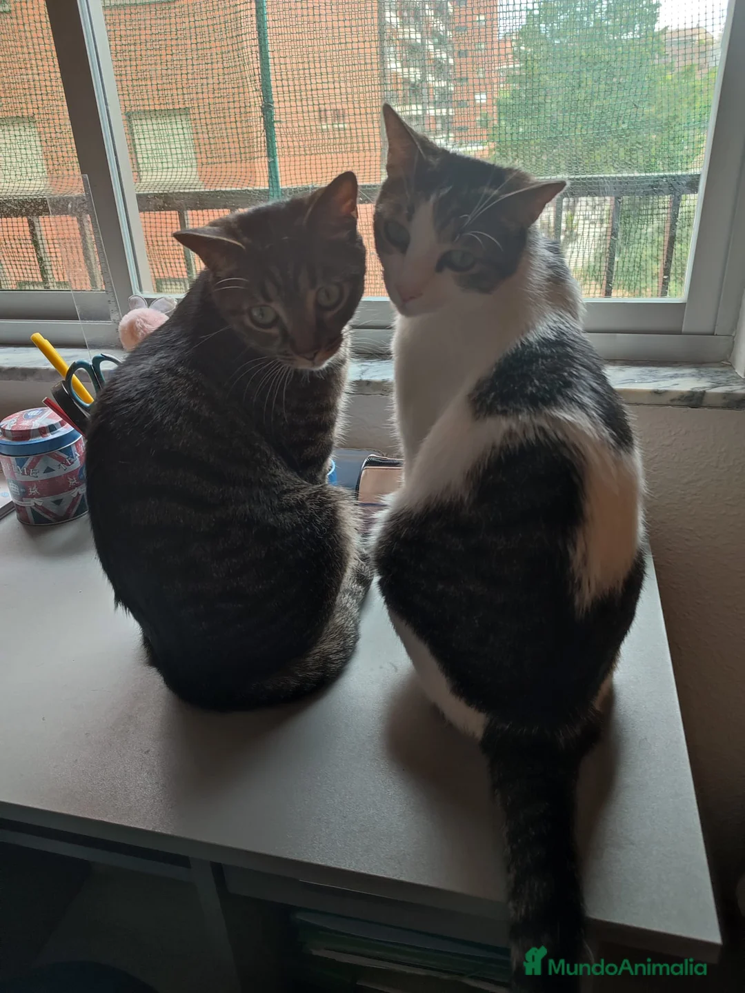 Europeo de Pelo Corto gatos en adopcion: Busco nuevo hogar para mis gatos  - Anuncio 2