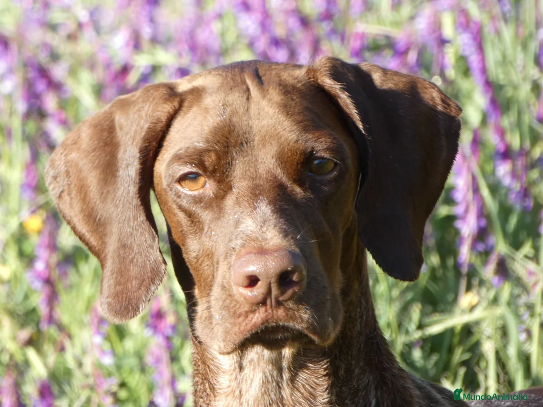 Braco Francés tipo Pirineos Talla Pequeña perros en venta: CACHORROS DE BRACO FRANCÉS DE SUSAN DE BEAUTÉ - Anuncio 2