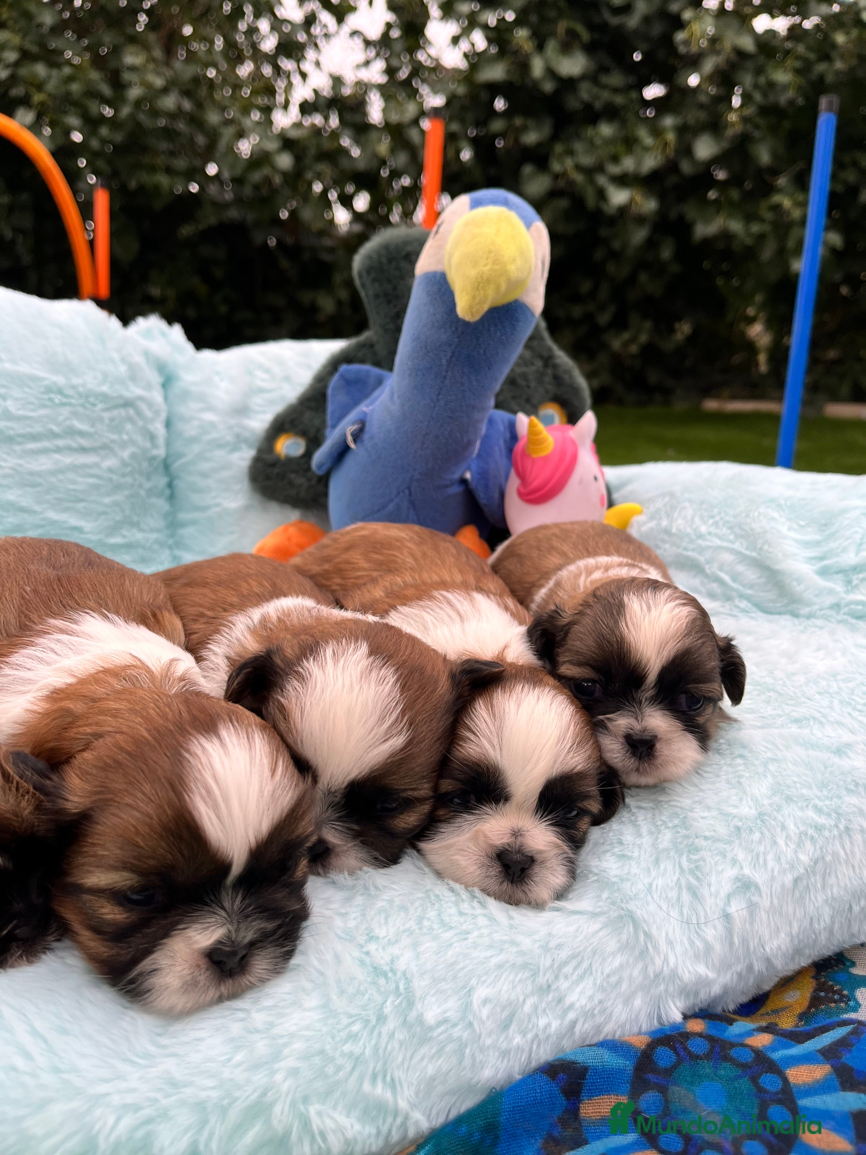 Shih Tzu perros Shih tzu 17/02 - Anuncio 12