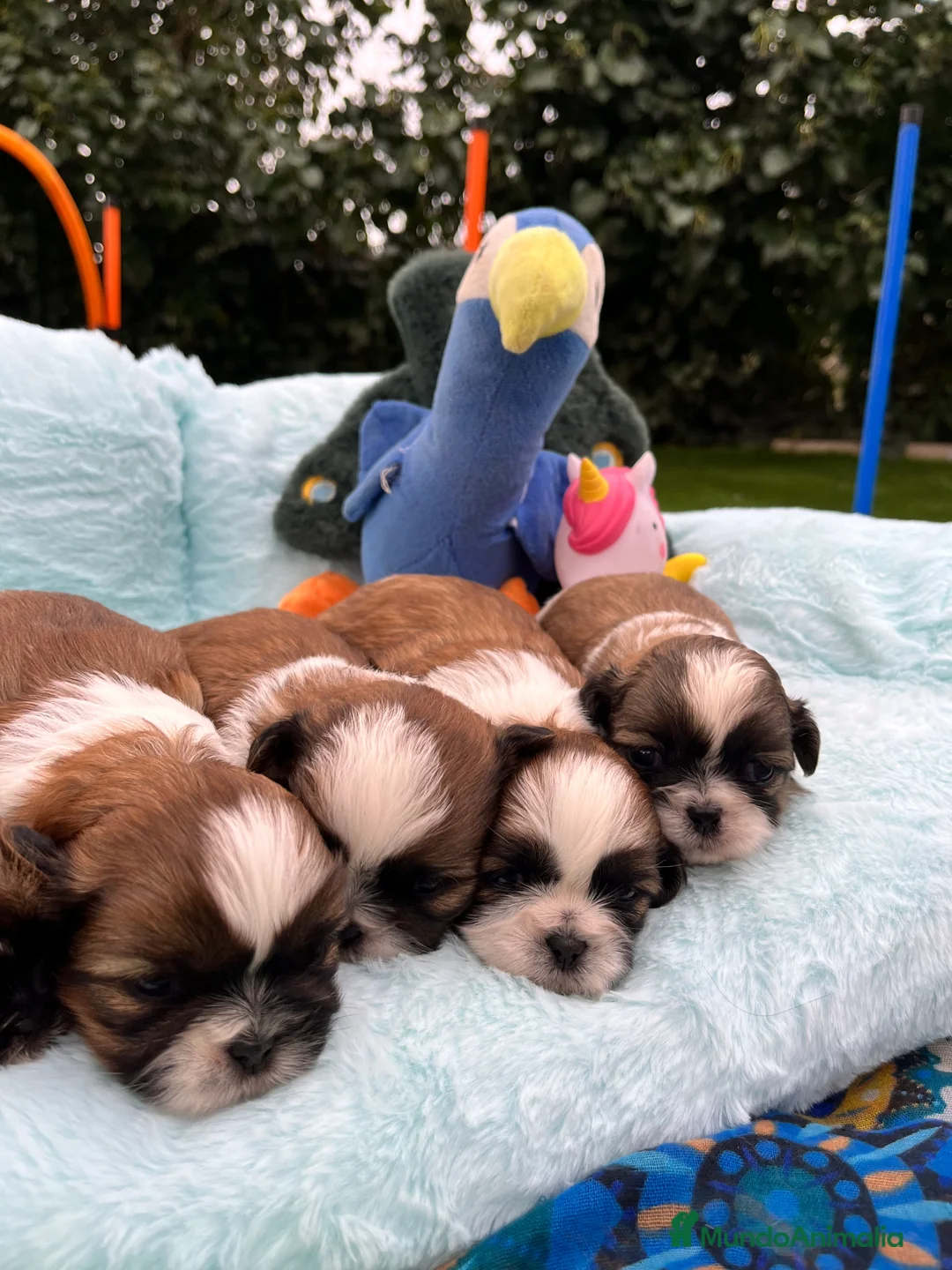 Shih Tzu perros en venta: Shih tzu 17/02 - Anuncio 1