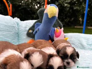 Shih Tzu perros Shih tzu 17/02 - Anuncio 12