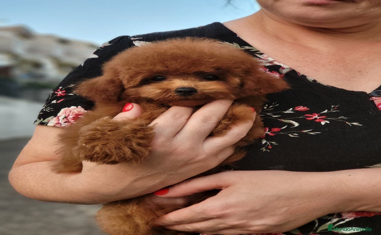 Caniche Toy perros - Anuncio 9