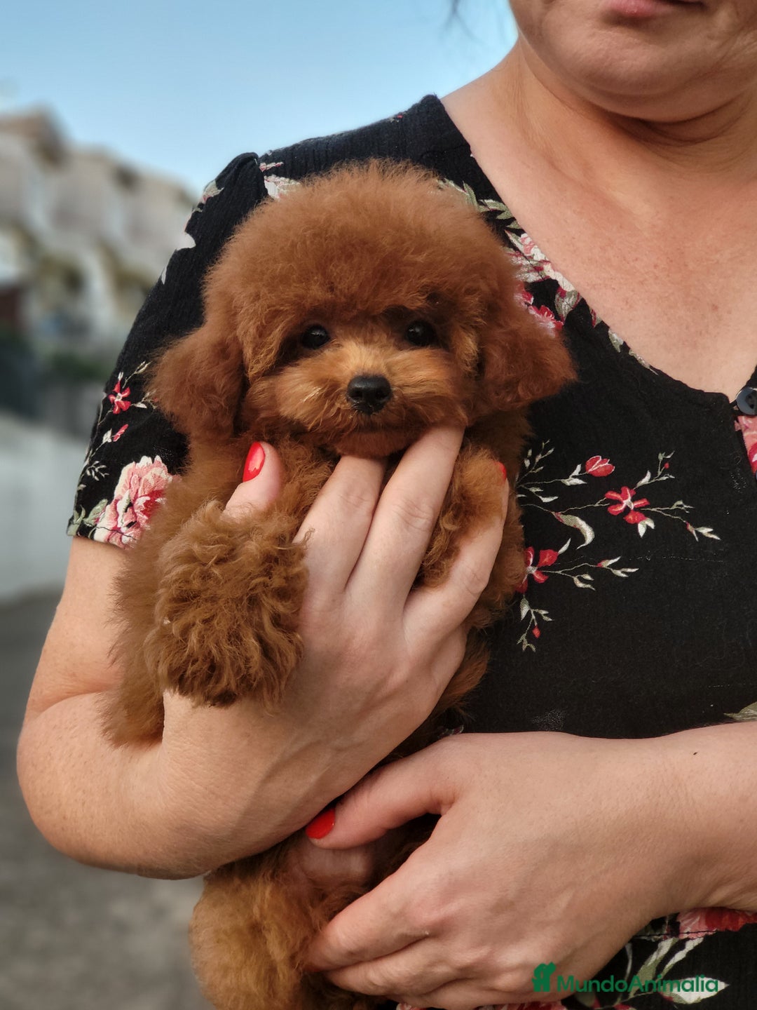 Caniche Toy perros en venta: Caniche teddy asiáticos  - Imagen 1