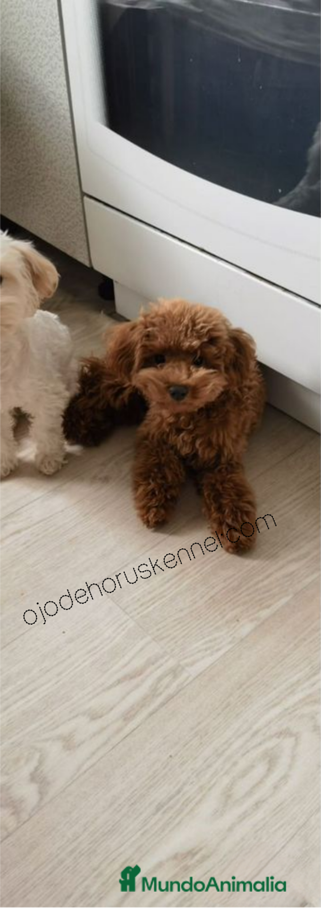 Caniche Toy perros en venta: Caniche toy rojo ❗❗50 por ciento asiático 🐾 - Imagen 3