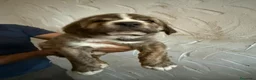 Mastín Español perros en venta: Mastín español - Anuncio 1