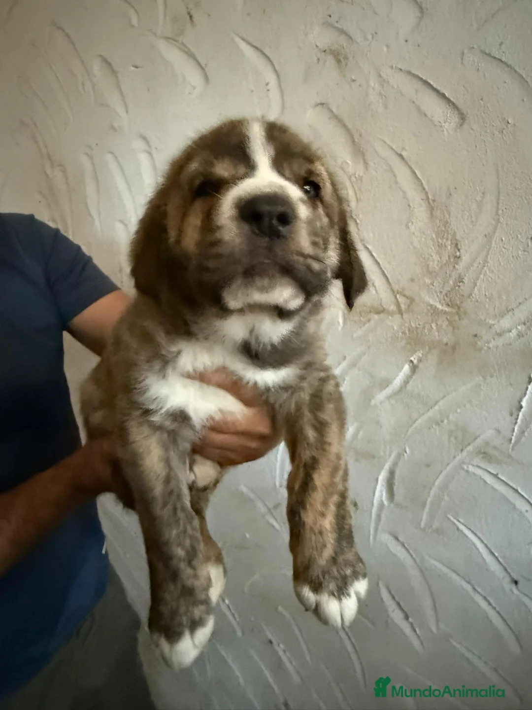 Mastín Español perros en venta: Mastín español - Anuncio 1