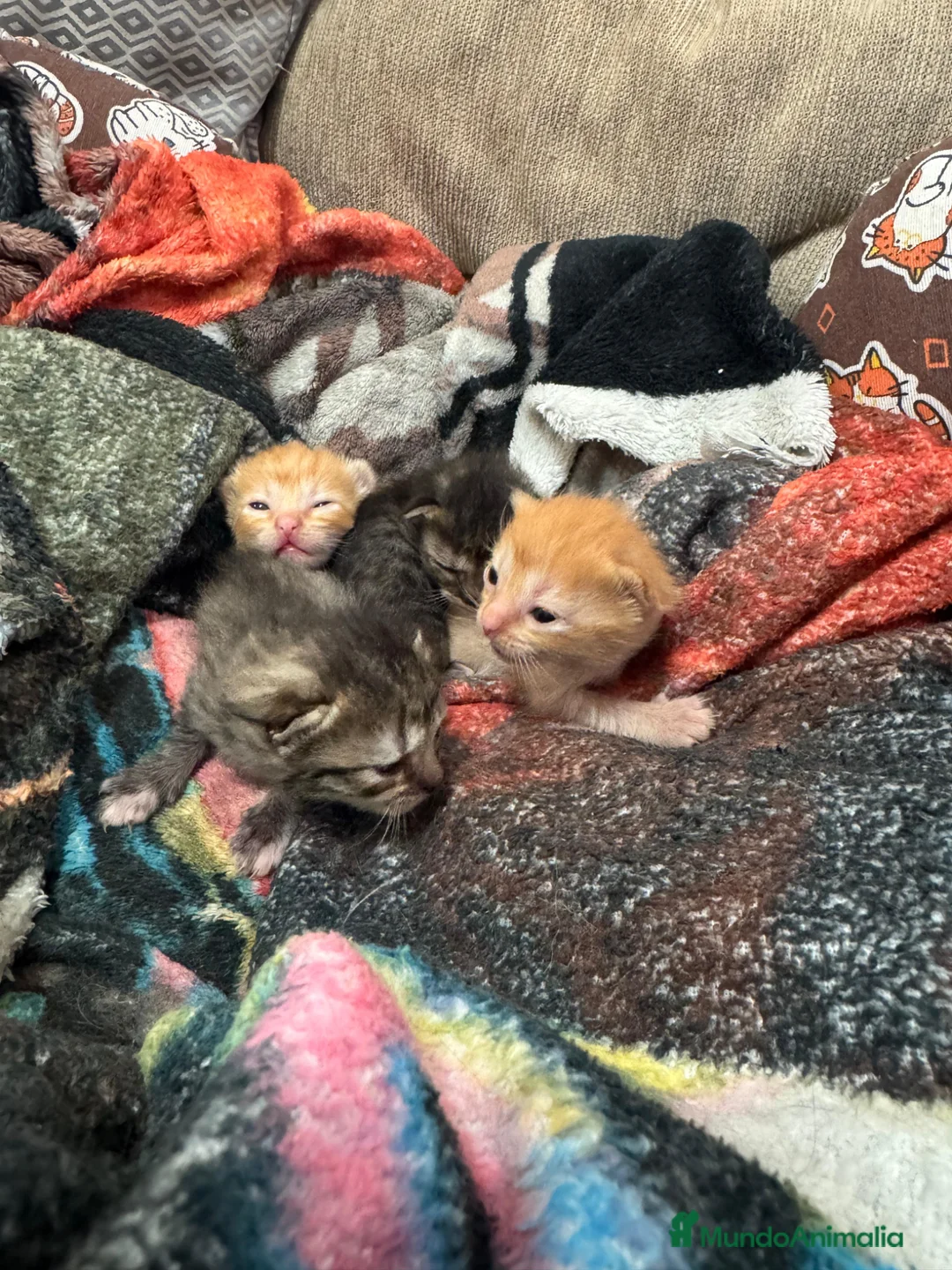 Persa gatos en venta: Persa machos y hembras en Sevilla - Anuncio 2