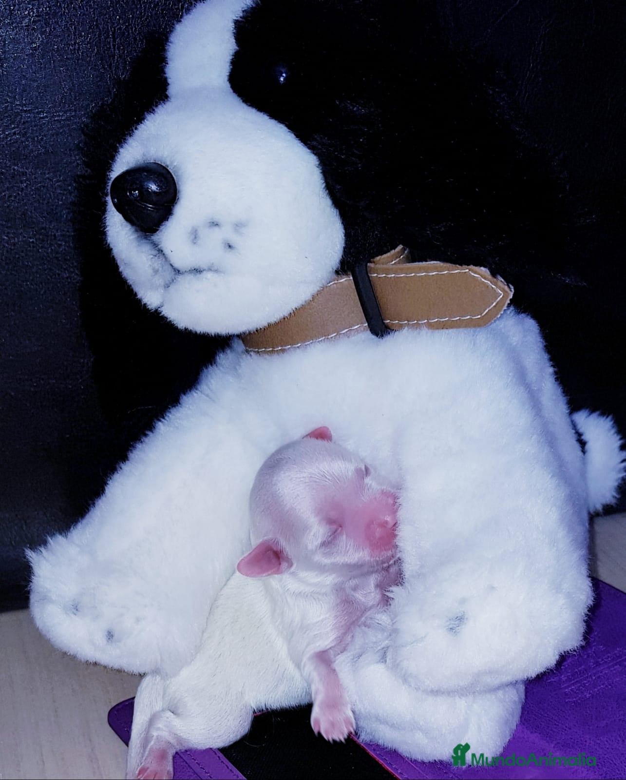 Bichón Maltés perros Bichón Maltés en Barcelona - Anuncio 2