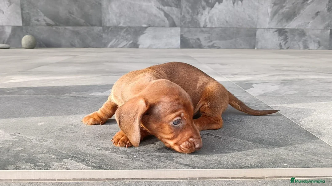 Teckel Miniatura perros en venta: Teckel mink - Anuncio 2