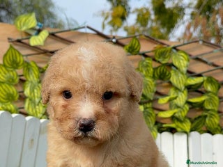 Perro de Agua Español perros PERRO DE AGUA ESPAÑOL - Anuncio 1
