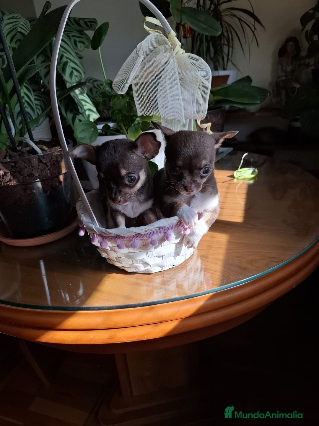 Chihuahua perros en venta: Chihuahuas  - Imagen 2