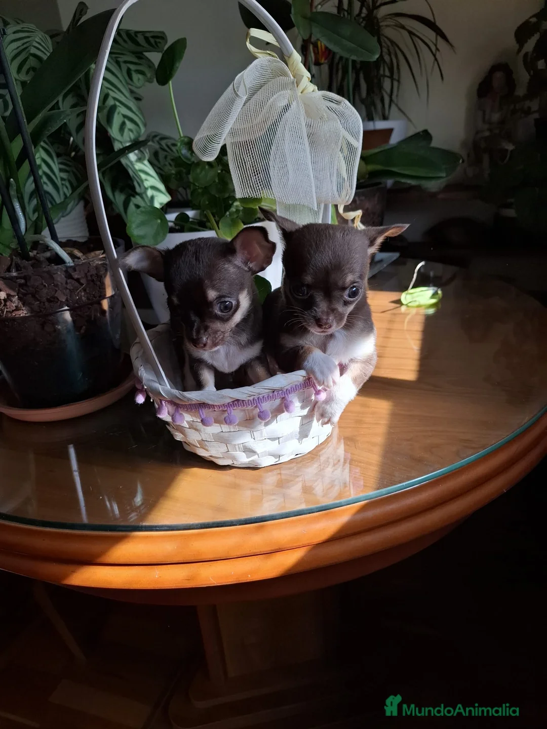 Chihuahua perros en venta: Chihuahuas  - Anuncio 2