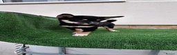 Shiba Inu perros en venta: Shiba Inu - Anuncio 4