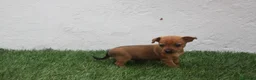 Raza Mixta perros en venta: Minijack - Anuncio 12