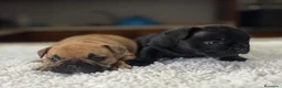 Bulldog Francés perros en venta: Cachorros de bulldog francés  - Anuncio 6