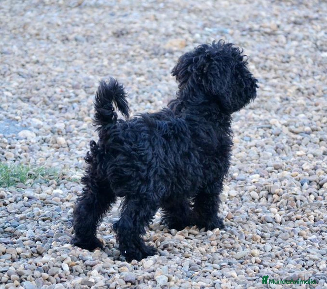 Perro de Agua Español perros en venta: Cachorra perro de agua español - Anuncio 3