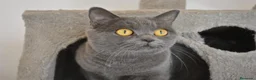Scottish Straight gatos en venta: Gatos Scottish Straight-Fold  - Anuncio 14