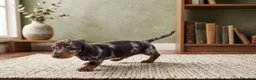 Teckel Miniatura perros en venta: Teckel mini Arlequín de calidad  - Anuncio 3