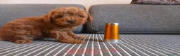 Caniche Toy perros en venta: Caniches Toy rojos - Anuncio 5