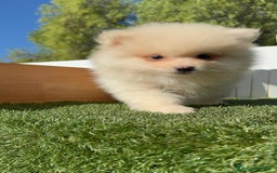 Pomerania perros en venta: POMERANIA MACHO - Imagen 13