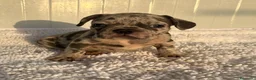 Bulldog Francés perros en venta: Bulldog francés  - Anuncio 7