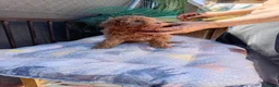 Caniche Toy perros en venta: Caniche  toy - Anuncio 2