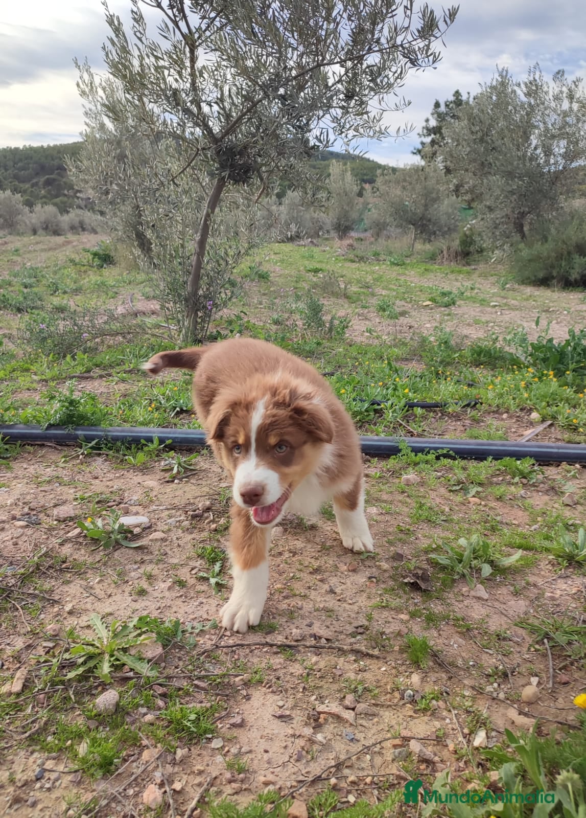 Pastor Australiano perros Cachorro PASTOR AUSTRALIANO  - Anuncio 2