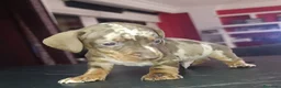 Teckel Miniatura perros en venta: Teckel kaninchen  - Anuncio 1