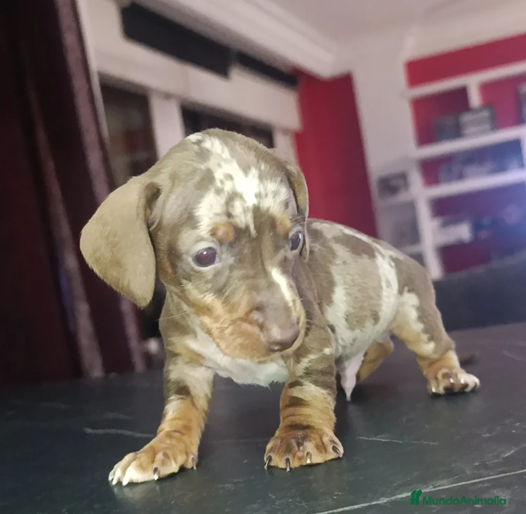Teckel Miniatura perros en venta: Teckel kaninchen  - Anuncio 1