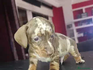 Teckel Miniatura perros Teckel kaninchen - Anuncio 35