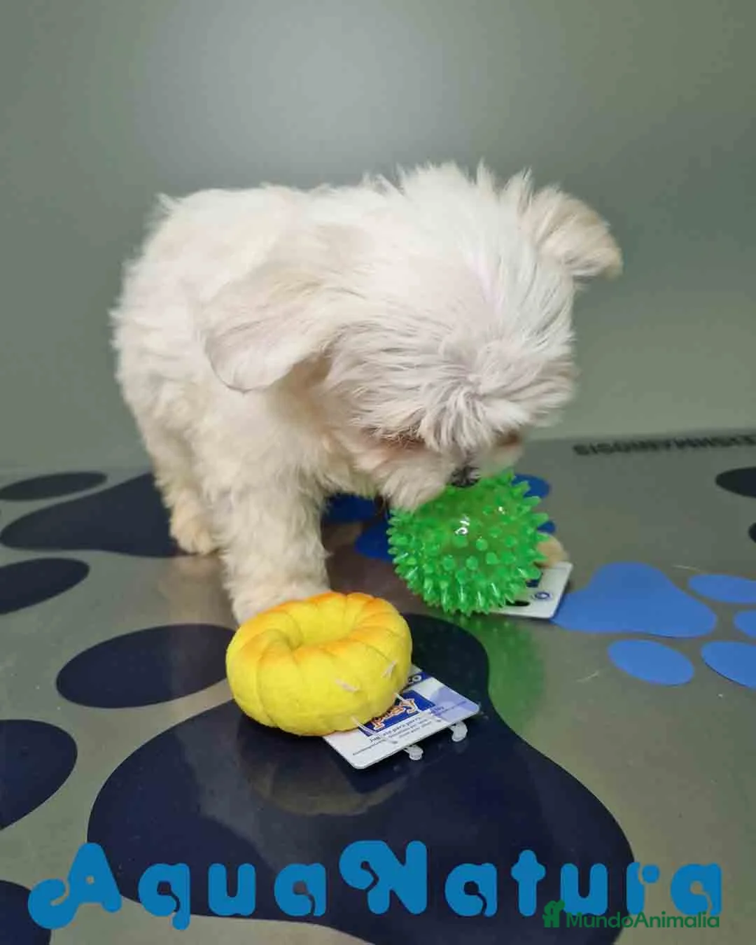 Bichón Maltés perros en venta: Bichon Maltes Hembra 2 AQUANATURA - Anuncio 2