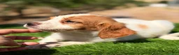Épagneul Breton perros en venta: Breton hembra  - Anuncio 6