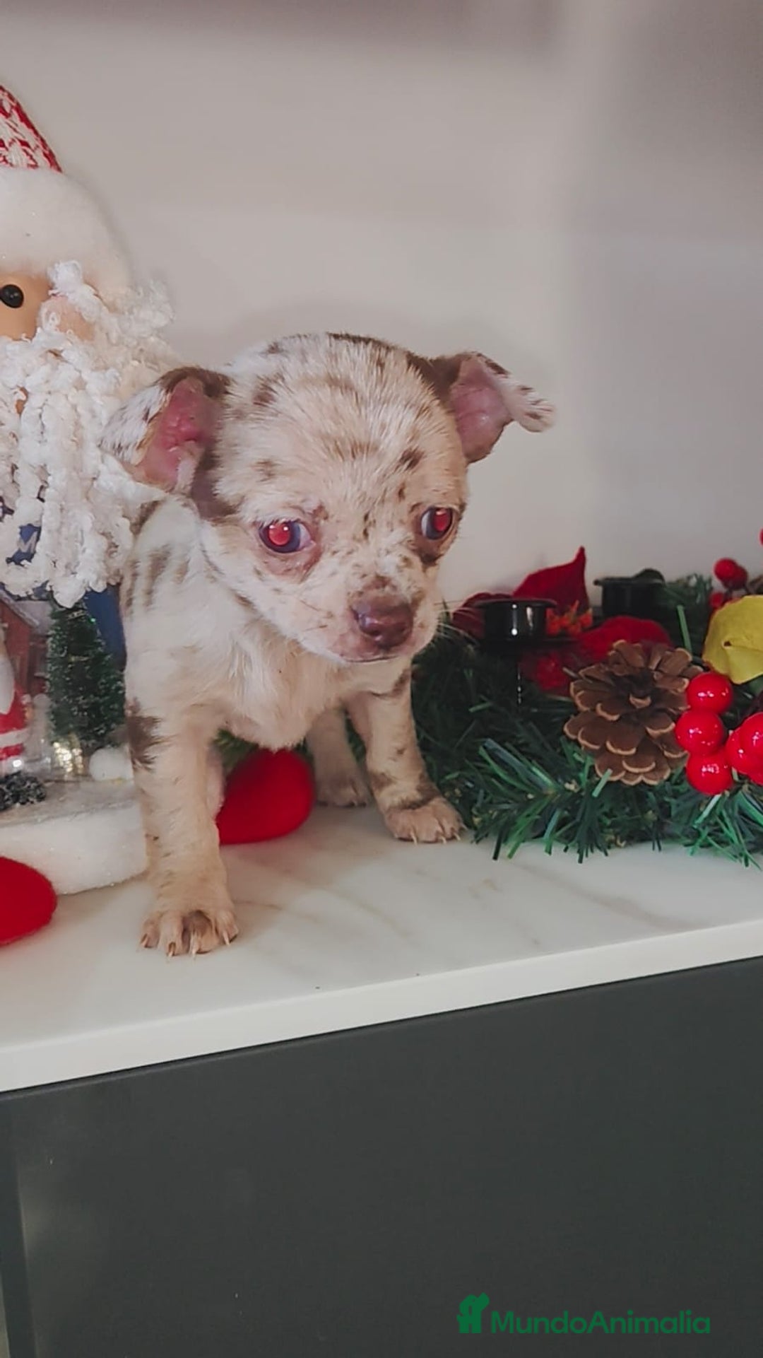 Chihuahua perros en venta: Hembra de chihuahua merle  - Anuncio 6