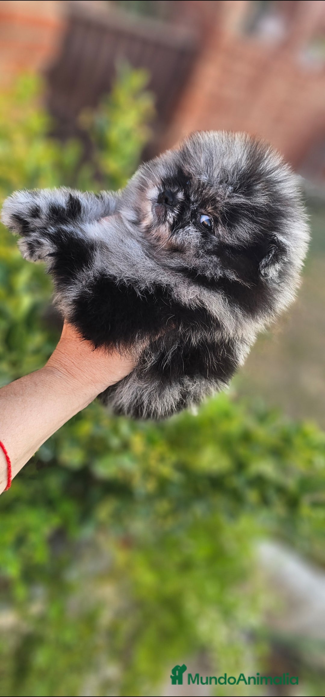 Pomerania perros en venta: ESPECTACULAR MACHITO POMERANIA MERLE  - Imagen 1
