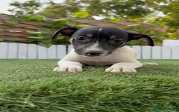 Ratonero Bodeguero Andaluz perros en venta: BODEGUERO ANDALUZ - Imagen 10