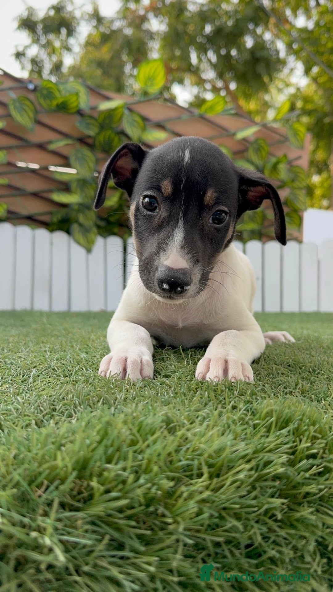 Ratonero Bodeguero Andaluz perros en venta: BODEGUERO ANDALUZ - Imagen 10