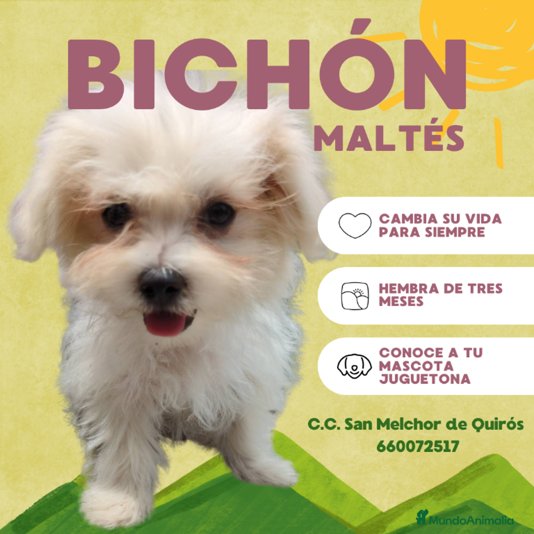 Bichón Maltés perros en venta: Camada de bichón maltés - Imagen 15