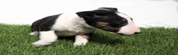 Bull Terrier perros en venta: Bull Terrier  - Anuncio 10