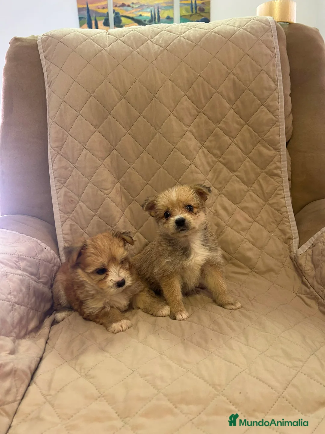 Raza Mixta perros en venta: Pomerania x Yorkshire  - Anuncio 2