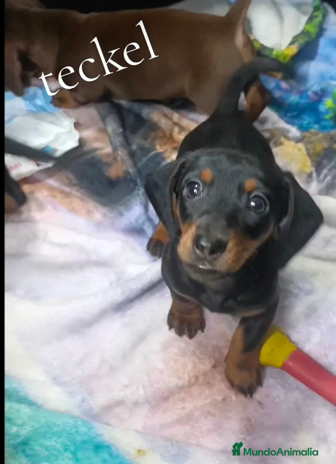 Teckel Miniatura perros en venta: Teckel - Anuncio 2