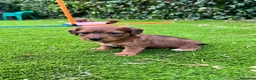 Raza Mixta perros en venta: Jackapoo raza pequeña 🐣 - Anuncio 2