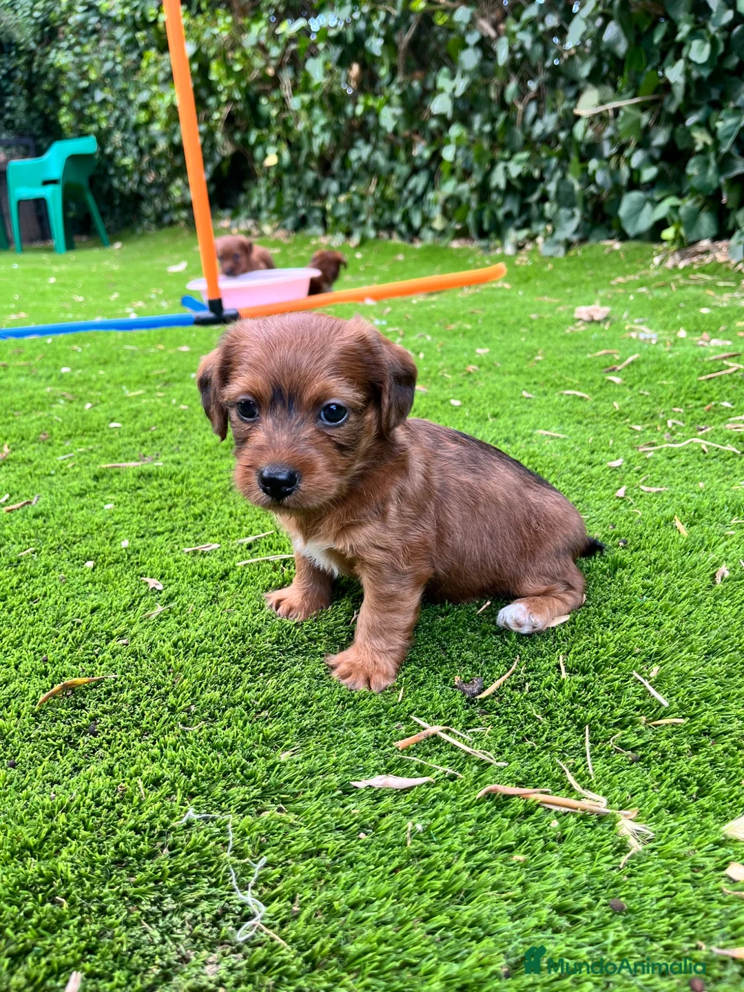 Raza Mixta perros en venta: Jackapoo raza pequeña 🐣 - Anuncio 2